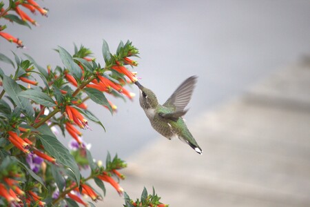 Hummingbird Magic 