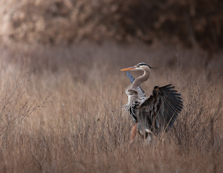 Great blue heron