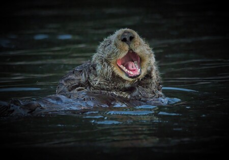 "Look, Mom, no cavities!"