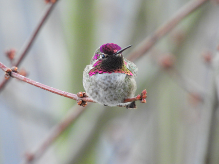 Frank the Hummingbird