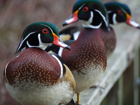 Ducks in a Row