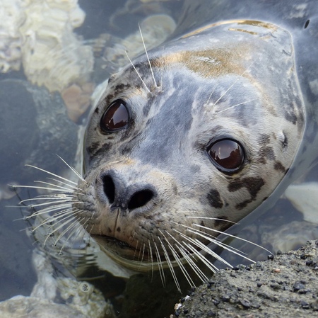 Harbour Seal saying a quick hello 