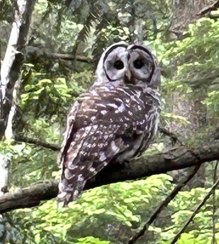 Buddy the owl 