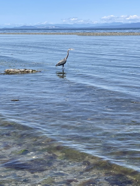 Heron at the beach