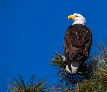 Eagle watching over Okanagan Lake