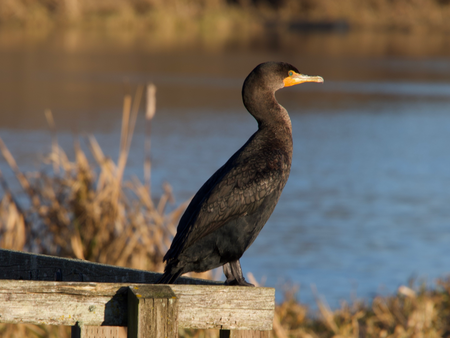 Bird by the water at swan lake 