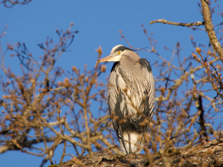 Heron in an oak tree 