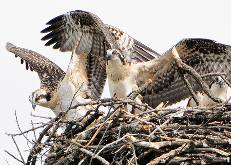 Osprey Chicks  exercising their wings 