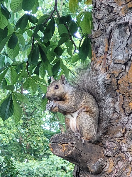 Munchin Squirrel 