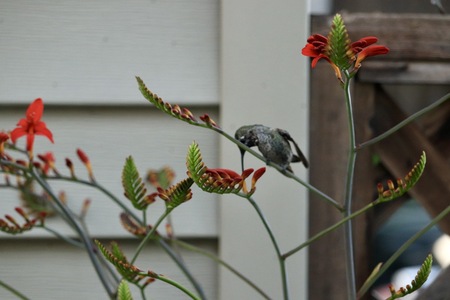 The backyard friend- Hummingbird#2