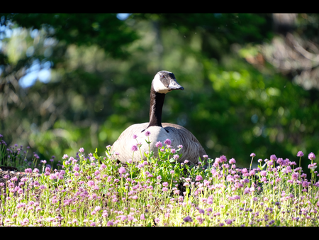 Goose 