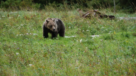 Grizzly Adventure