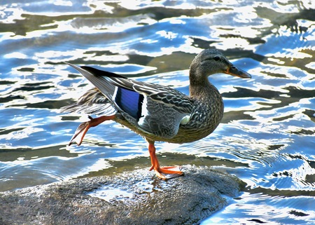 Yoga duck