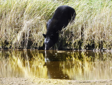 bear and water