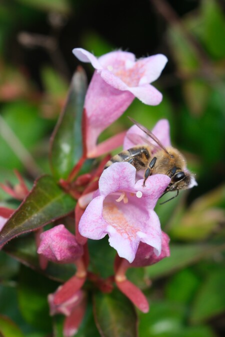 Bee Happy