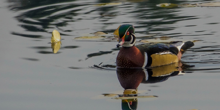 Wood Duck Sitting on The Lake