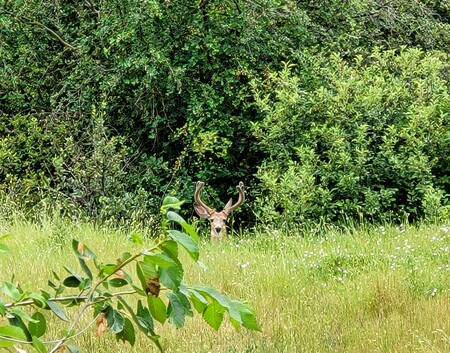 Peek a Boo Buck