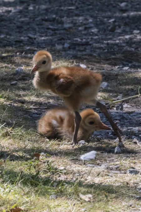 Sandhill Crane Colts