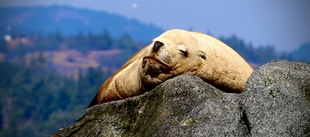 Sleepy Sea Lion  