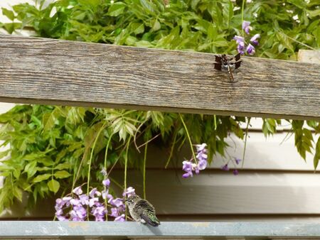 Hummingbird and Dragonfly