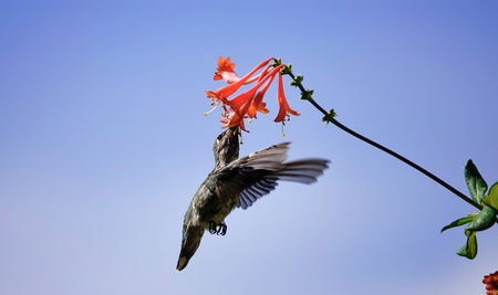 Hummer in flower