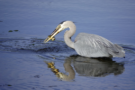 Heron fishing