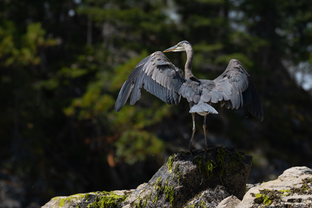 A heron in morning light