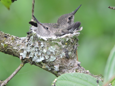 Twin Hummingbird Babies