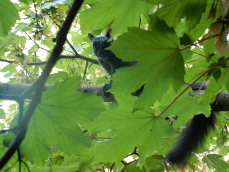 Lily the Squirrel saying, “Good Morning”