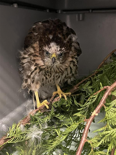 Wild ARC Patient - Fledgling Cooper's Hawk