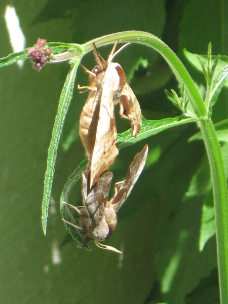 Moth-Mates