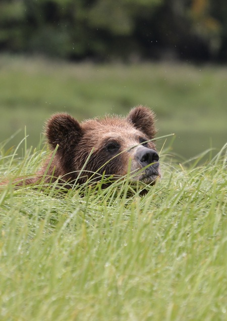 Grizzly at KHUTZEYMATEEN 