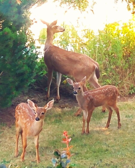 Doe with Twins