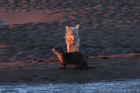 coyote and otter enjoying the sunset  (friends forever)