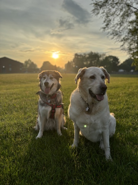 Tikaani (left) Thor (right)