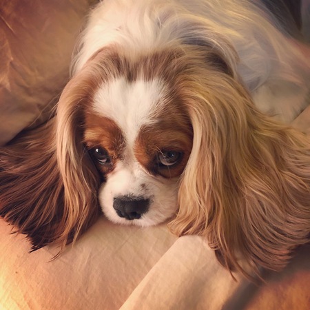 Tessie "Our Heart" Cavalier