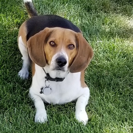 Mr. Buddy Beagle