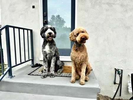 Ghibli (blue merle bernedoodle) & CJ (labradoodle)