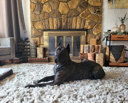 Penny the Cane Corso 