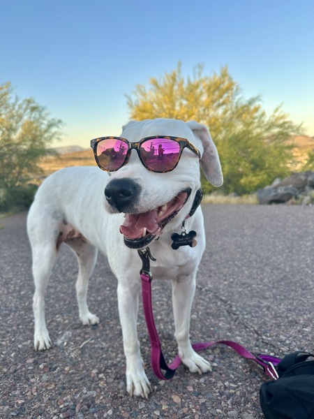 Pepper the Therapy Pittie