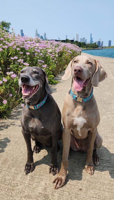 Stella & Brie