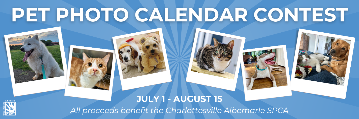 Spca 2025 Calendar Competition