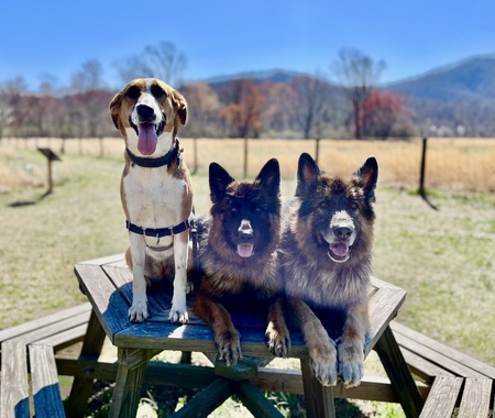 Phoebe, Milly and Hans