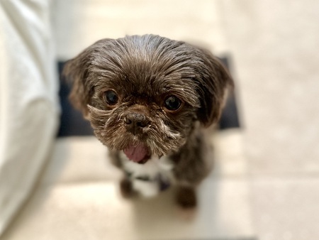 Hello, it’s me, Molly! どういたしまして [don’t touch my mustache] 🦁