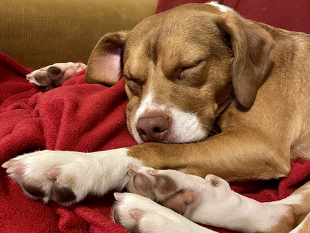 Barley’s Post Dinner Snooze - Dreaming of Second Dinner!