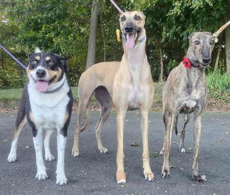 Daisy, Kassidy, Morning Glory