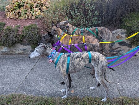 Sabrina, Caramelo, Annie, and Kermit