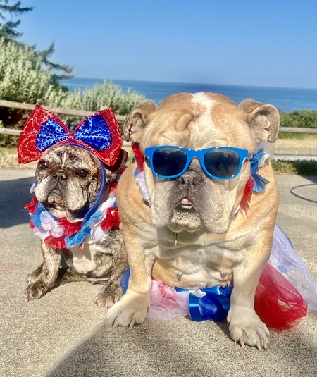 Lola (English Bulldog) & Gracie (Frenchie)