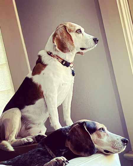 Sam (Tri) and Pepper (blue tick)