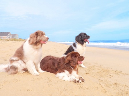 BooBoo, Yogi and Madeline